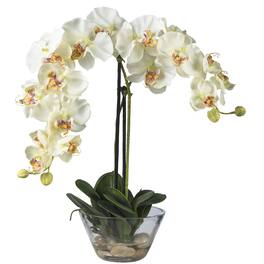BreeBe - 18" Phalaenopsis w/Glass Vase - White