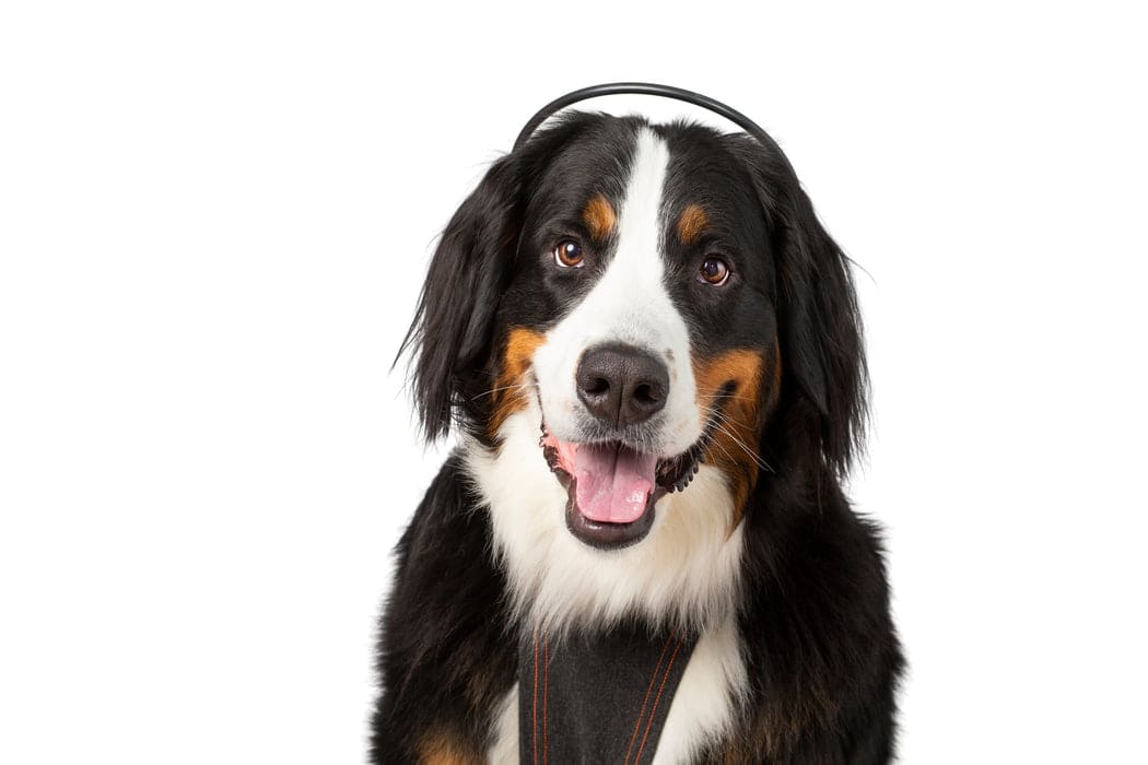 Assisi - Calmer Canine Anxiety Treatment Device & Vest Bundle - Extra Large