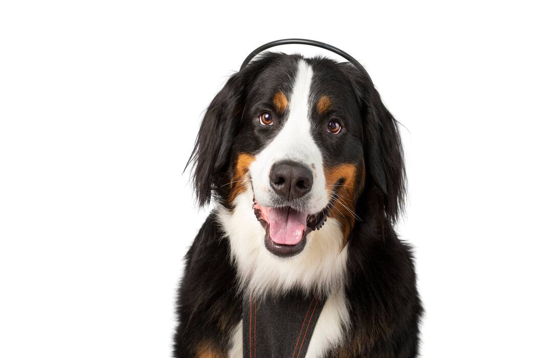 Front. Assisi - Calmer Canine Anxiety Treatment Device & Vest Bundle - Extra Large.