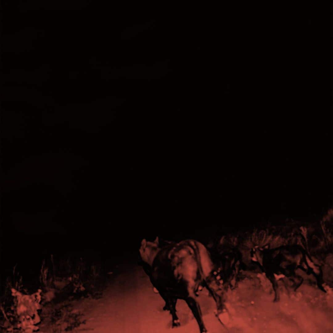 Front. Shadow on Everything [LP].