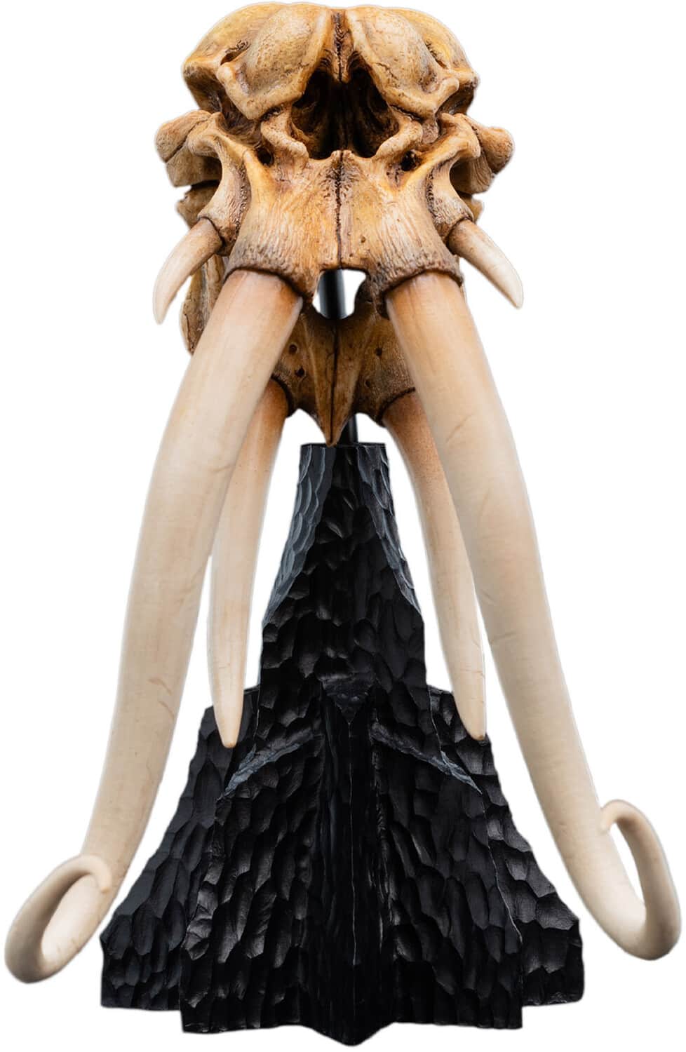 Weta Workshop - Polystone - The Lord of the Rings Trilogy - Skull of a Mumak Miniature Statue - COLLECTIBLES - Multicolor