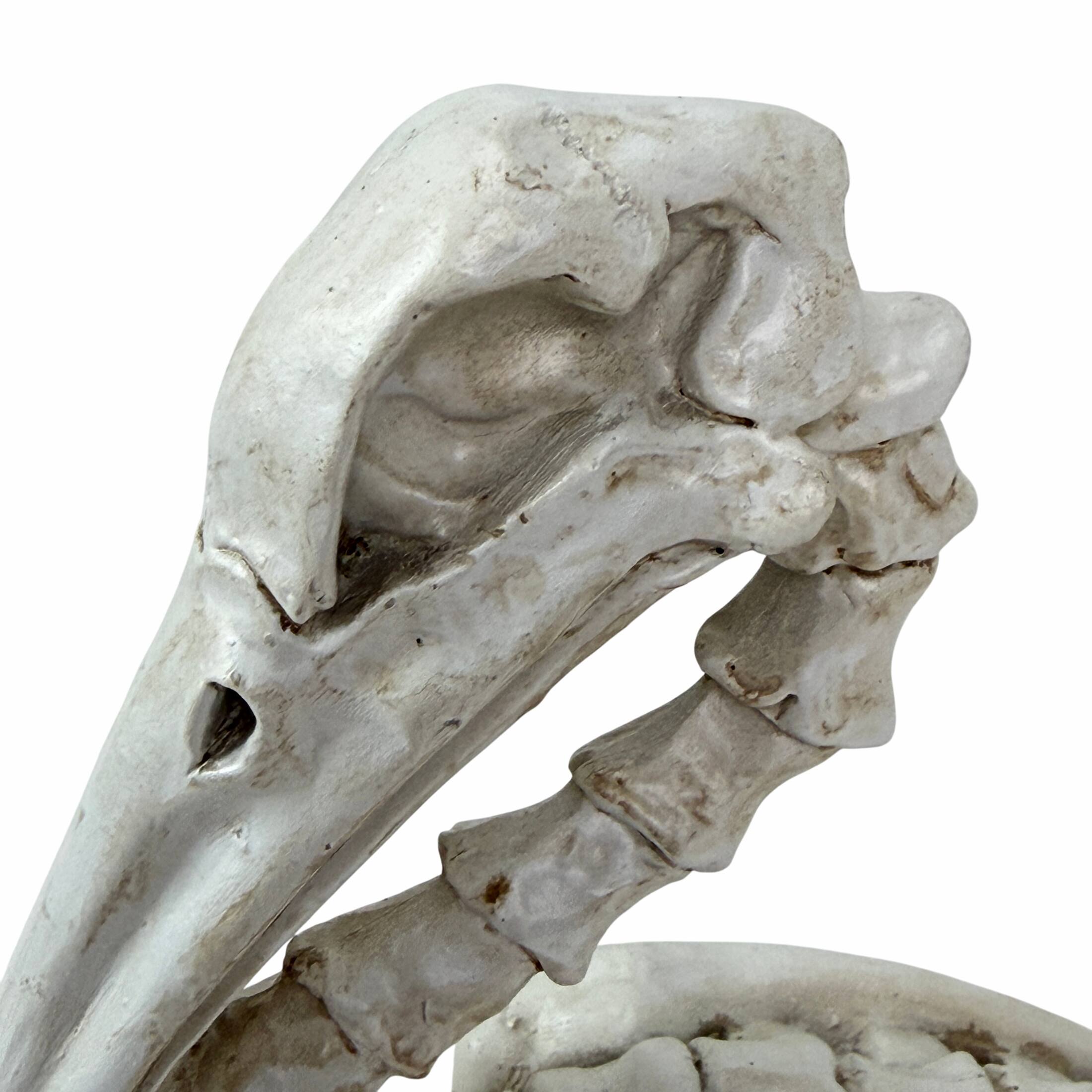 Alt View 8. Fancy That - Pelican Skeleton Statue White Distressed Resin Gothic Tabletop Decor 11.5 Inch - White.