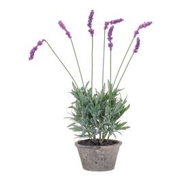 BreeBe - Potted Lavender Plant (Set of 4) - Purple, Green