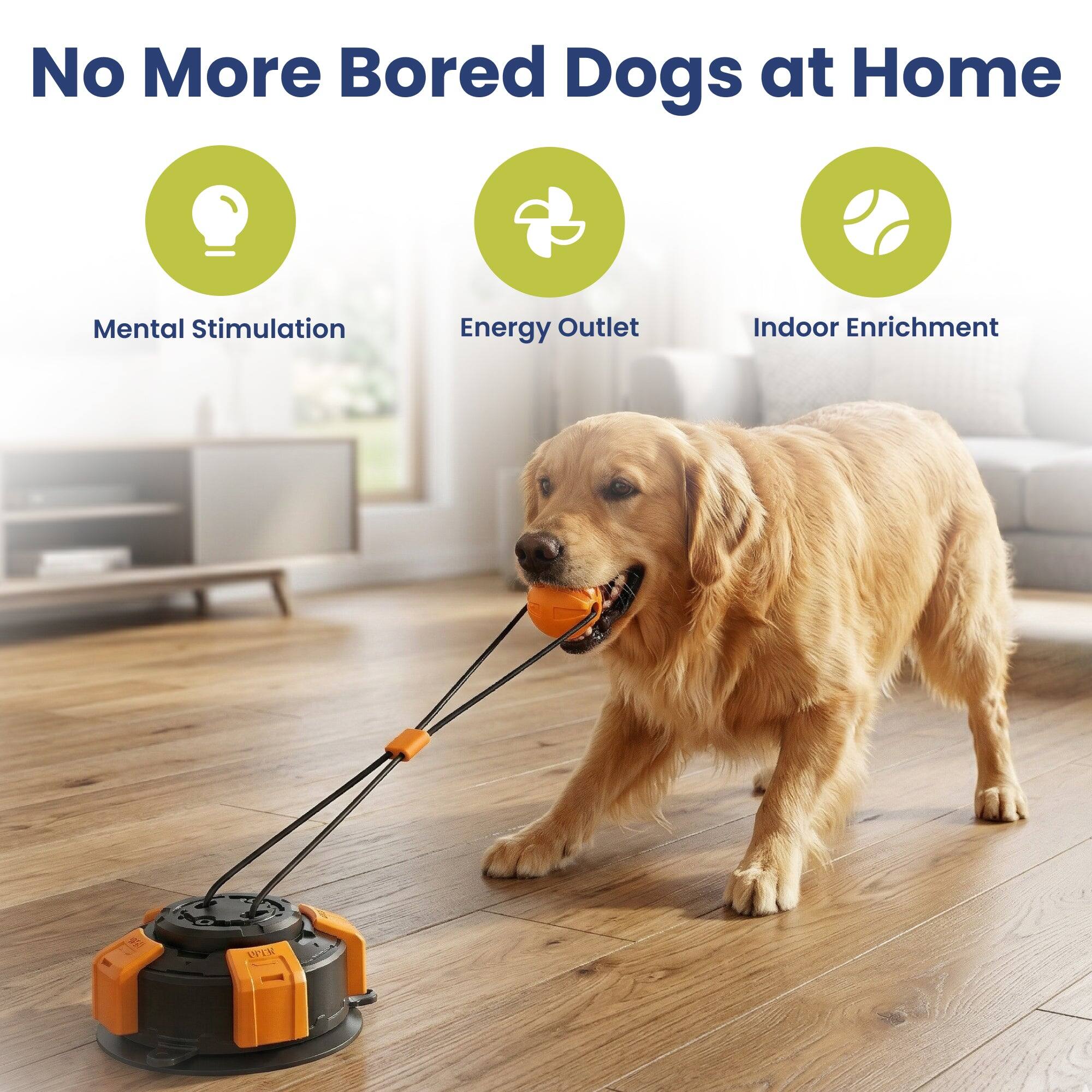 No More Bored Dogs at Home

- Mental Stimulation
- Energy Outlet
- Indoor Enrichment