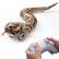 Front. Veeniix - Amphibious Remote Control Rattlesnake Toy,Realistic Snake Toy with Rattle Sound for Pranks,Halloween Trick,Gift for Kids - Brown.