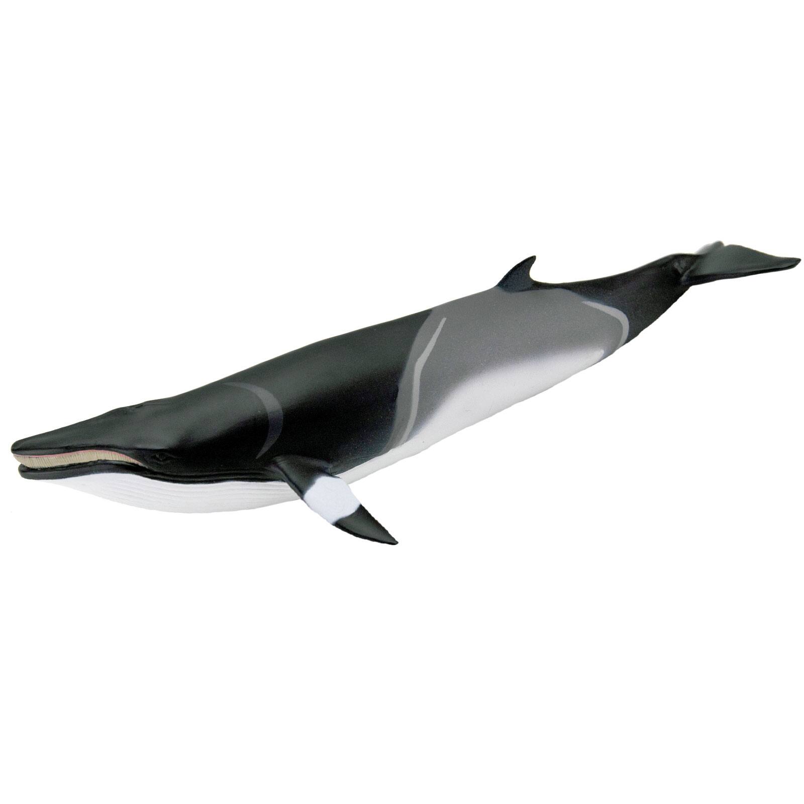 Front. Safari Ltd. - Minke Whale.