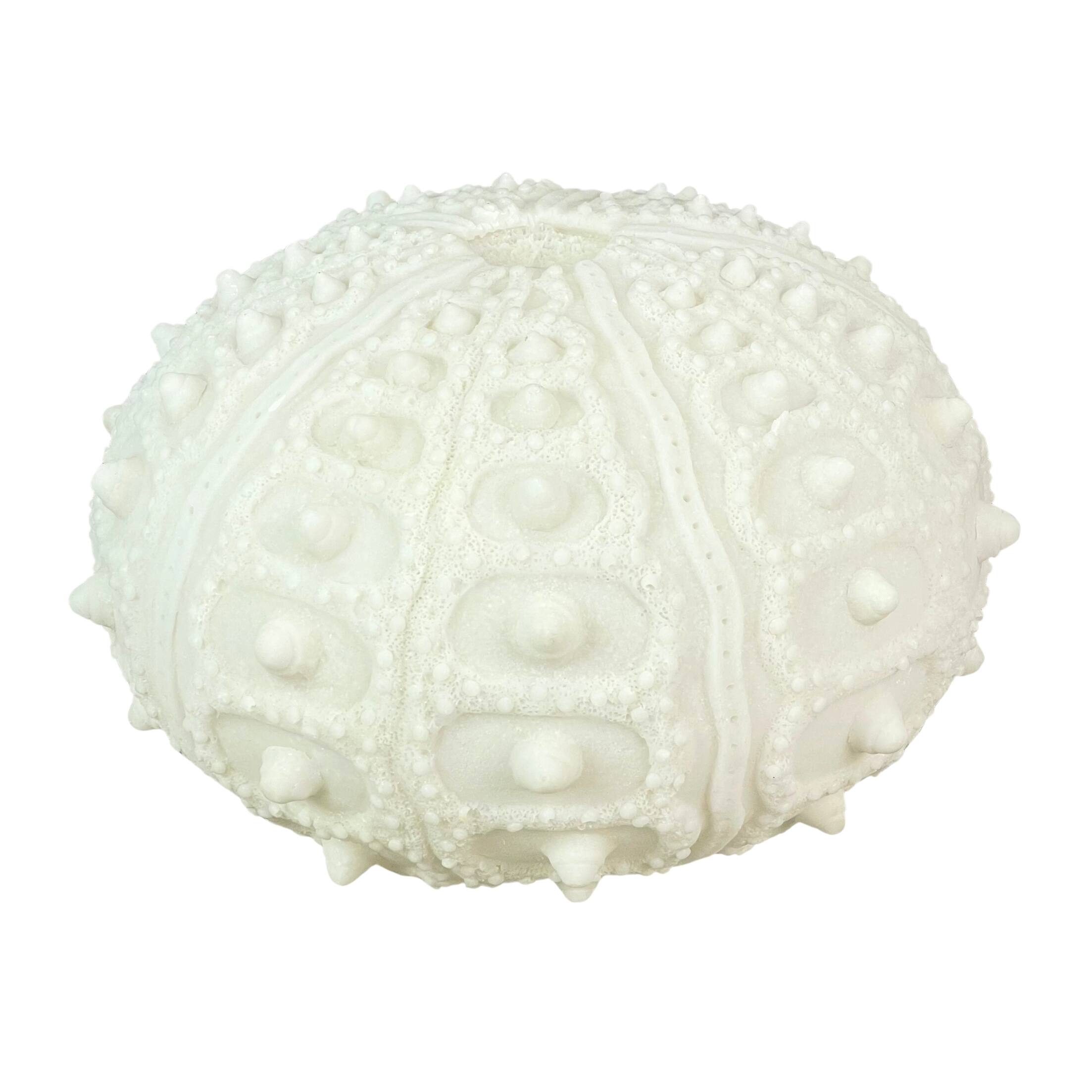 Front. Contrast Inc. - Coastal Sea Urchin Lamp, 12" Resin Sculpture with Warm Glow, Decorative Accent - White.