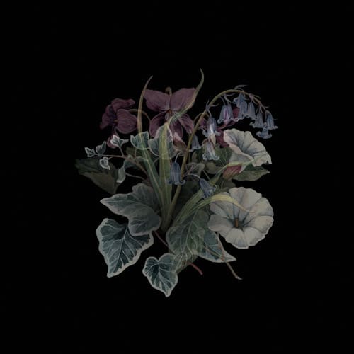 Nhor - Wildflowers   - VINYL LP price history on PriceWatchPro
