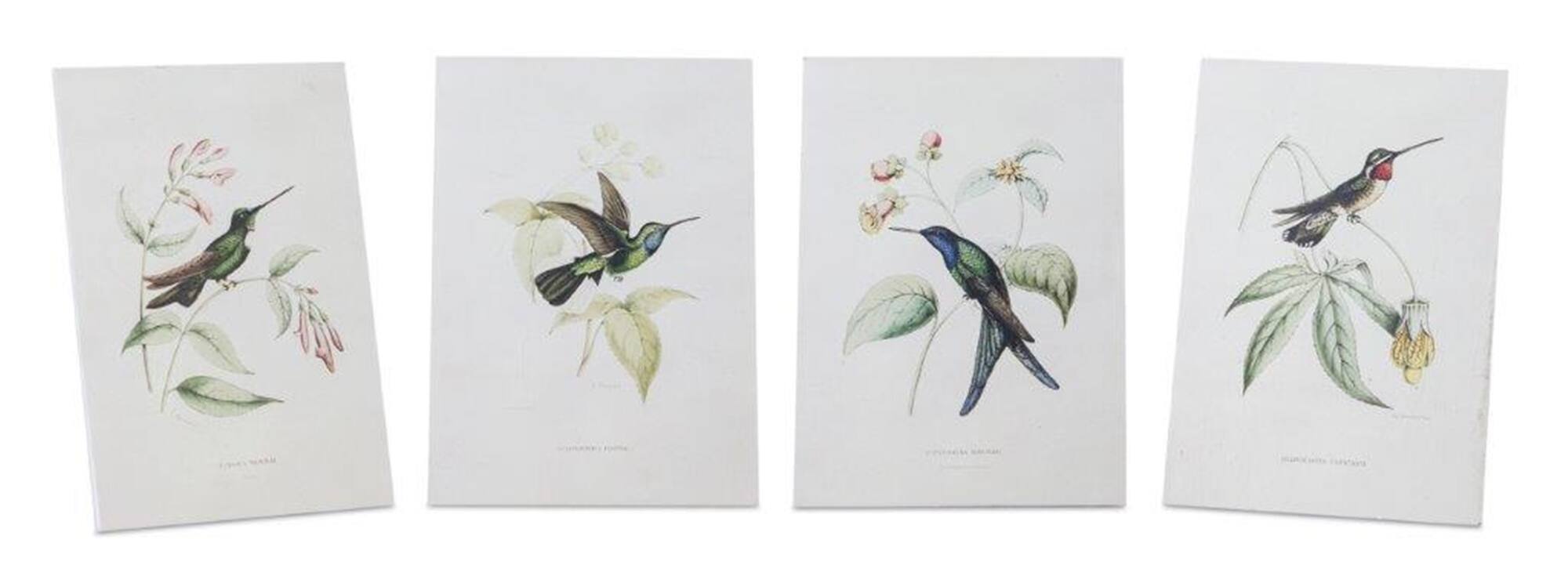BreeBe - Tabletop Encyclopedia Hummingbird Print (Set of 4) - White, Green, Brown
