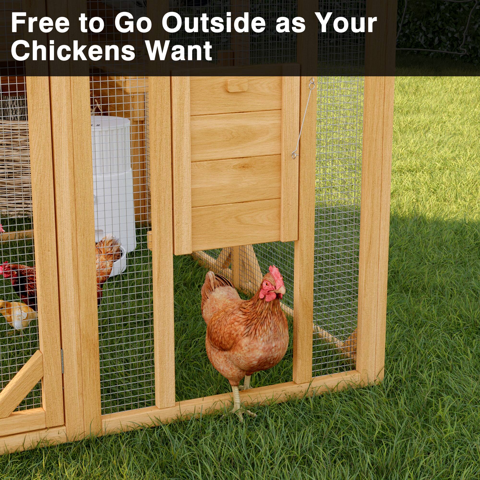Free to Go Outside as Your Chickens Want