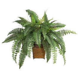 BreeBe - Boston Fern w/Wood Wicker Basket - Green