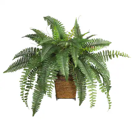 Front. BreeBe - Boston Fern w/Wood Wicker Basket - Green.