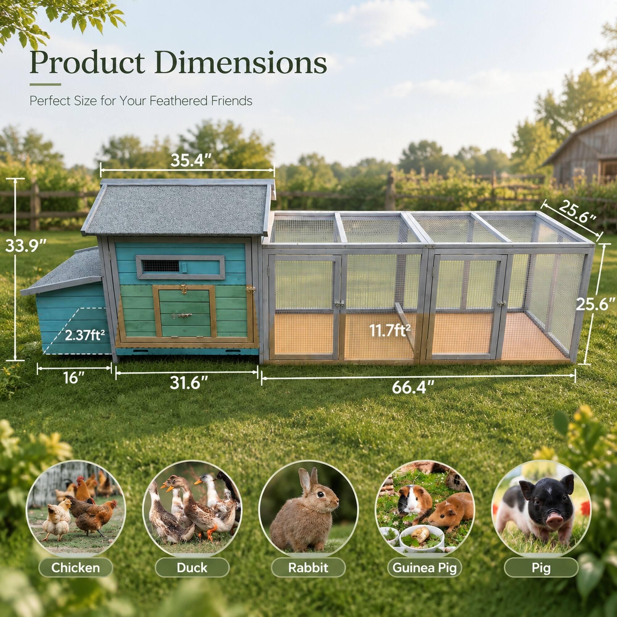 Product Dimensions  
Perfect Size for Your Feathered Friends  

33.9"  
35.4"  
25.6"  
2.37ft²  
11.7ft²  
16"  
31.6"  
66.4"  

Chicken  
Duck  
Rabbit  
Guinea Pig  
Pig