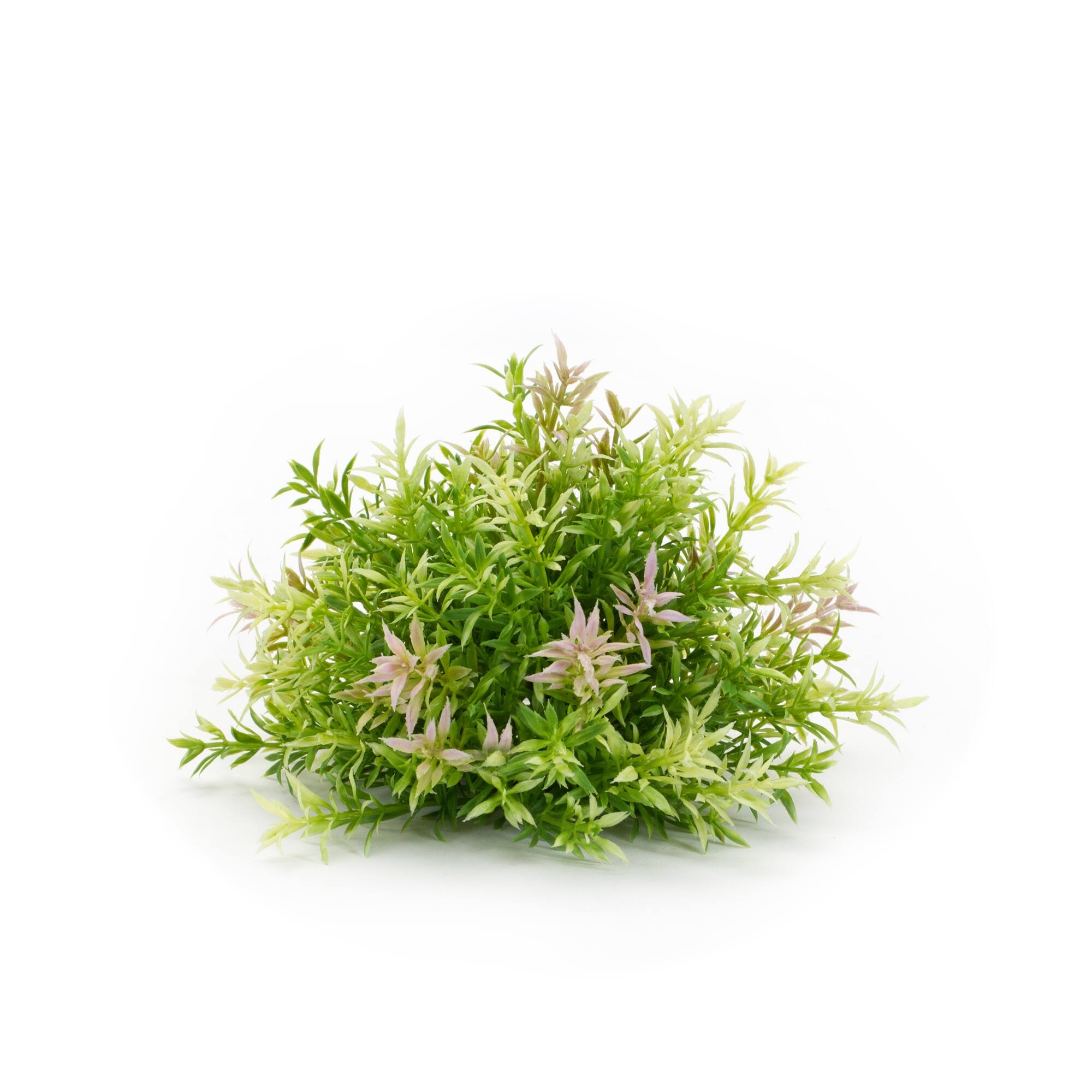 Left. BreeBe - Varigated Mini Leaf Half Orb (Set of 6) - Green.