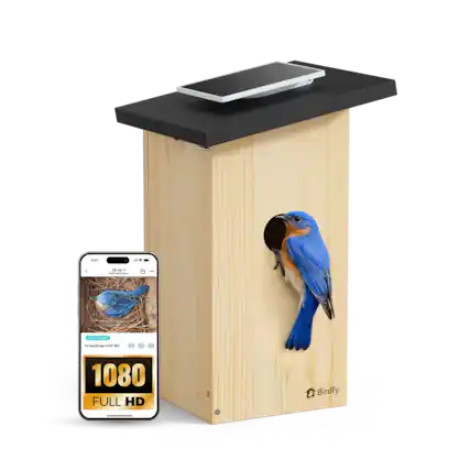 S41 - 2 - > - - I E - mi - - ma t2a1 - d 1080 FULL HD Birdfy