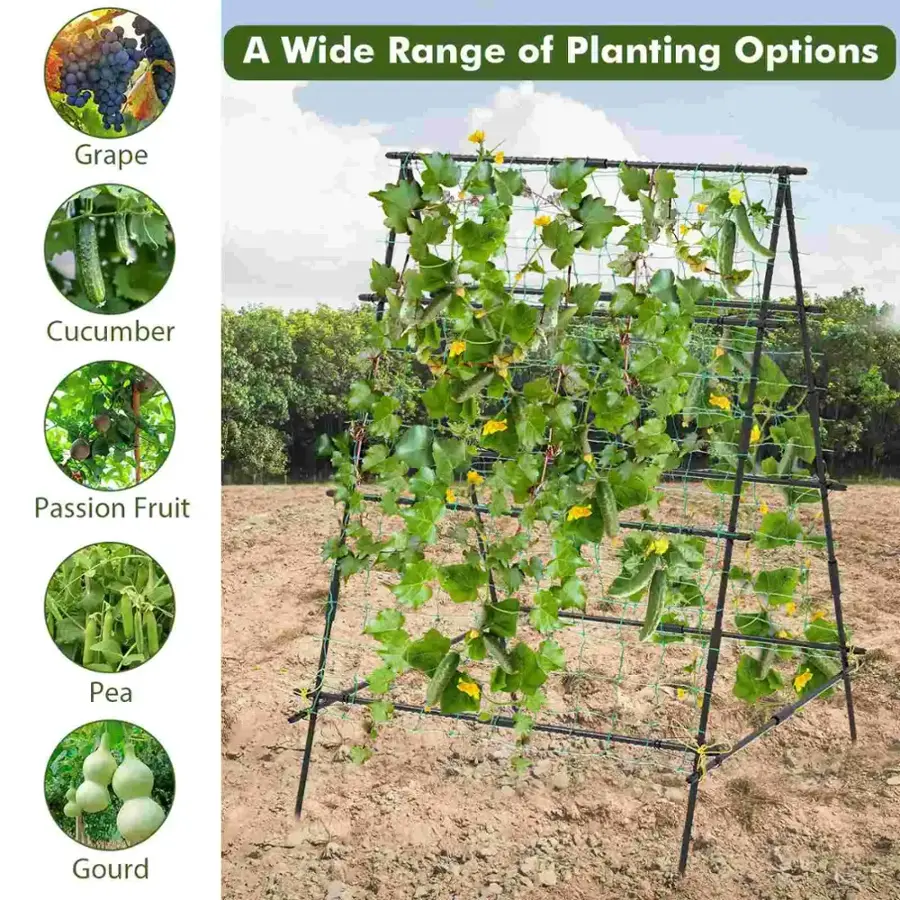 A Wide Range of Planting Options: Grape, Cucumber, Passion Fruit, Pea, Gourd