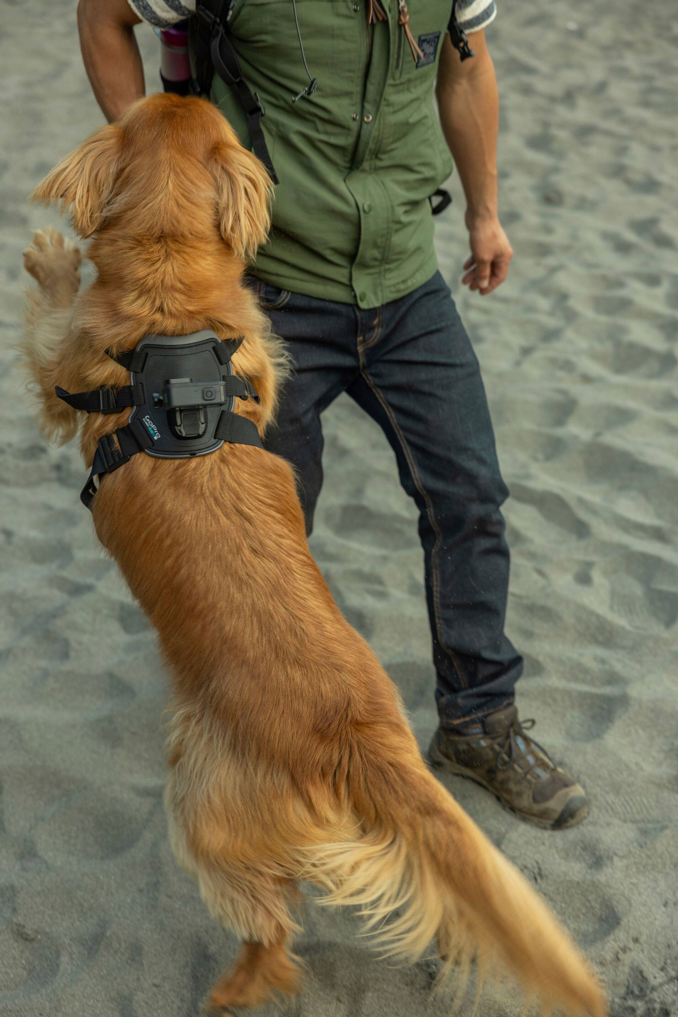 Alt View 14. GoPro - Fetch Compatible for All GoPro Cameras - Black.