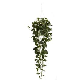 BreeBe - 44” Philodendron Hanging Basket - Green