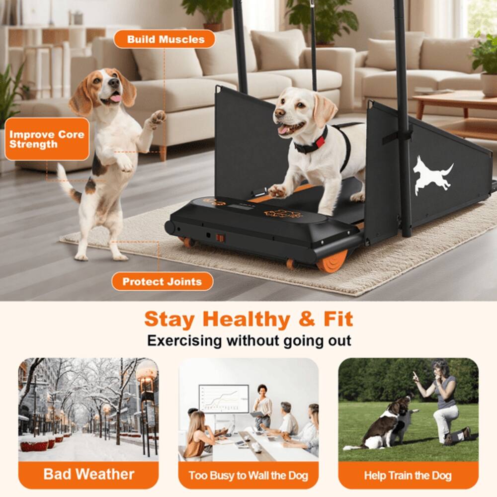 Build Muscles  
Improve Core Strength  
Protect Joints  
Stay Healthy & Fit  
Exercising without going out  
Bad Weather  
Too Busy to Walk the Dog  
Help Train the Dog