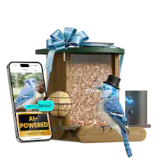 9:41 28 Jul Blue Jay (Male) AI-POWERED Lifetime Free