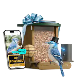 BIRDFY - Smart Bird Feeder Cedar D with Solar Panel, 1080P Camera, Lifetime Free AI Bird ID, Slow Motion, Night Vision, Durable - Brown