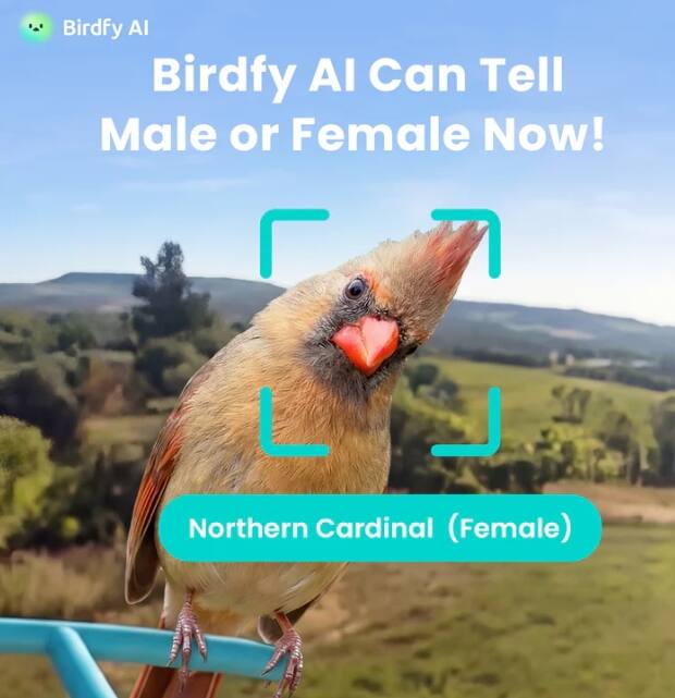 Birdfy AI Can Tell Male or Female Now!  
Northern Cardinal (Female)