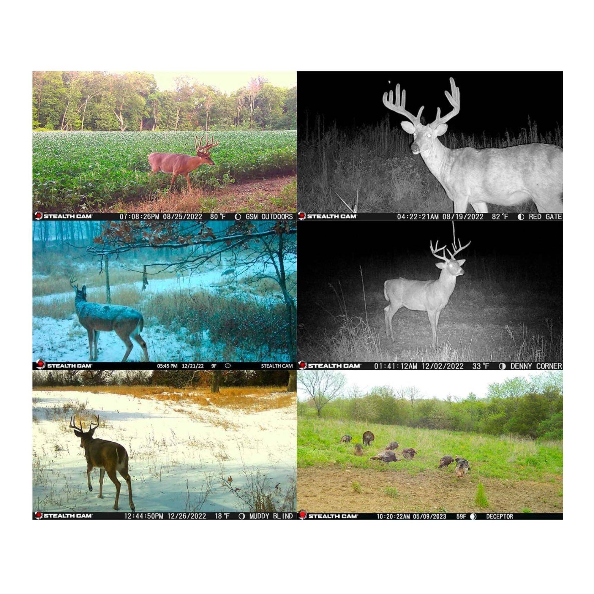 STEALTH CAM 07:08:26PM 08/25/2022 80 F O CM OUTDOORS  
STEALTH CAM 04:22:21AM 08/19/2022 82 F RED GATE  
STEALTH CAM 01:41:12AM 12/02/2022 33 F - DENNY CORNER  
STEALTH CAM 12:44:50PM 12/26/2022 18 F - MUDDY BLIND  
STEALTH CAM 10:20:22AM 05/09/2023 59 F DECEPTOR