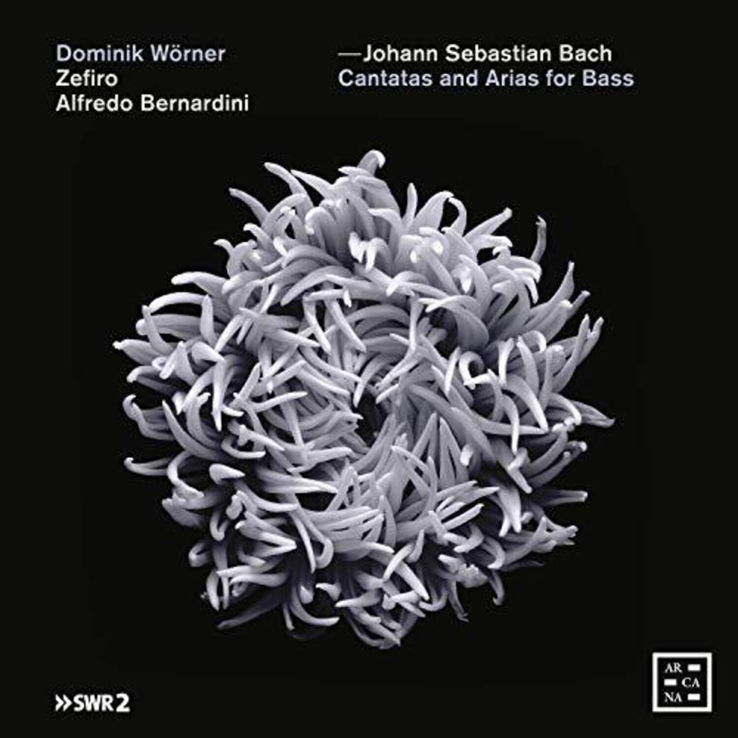 Bach,J.S. / Bernardini / Worner - Cantatas & Arias for Bass   - COMPACT DISCS [CD]