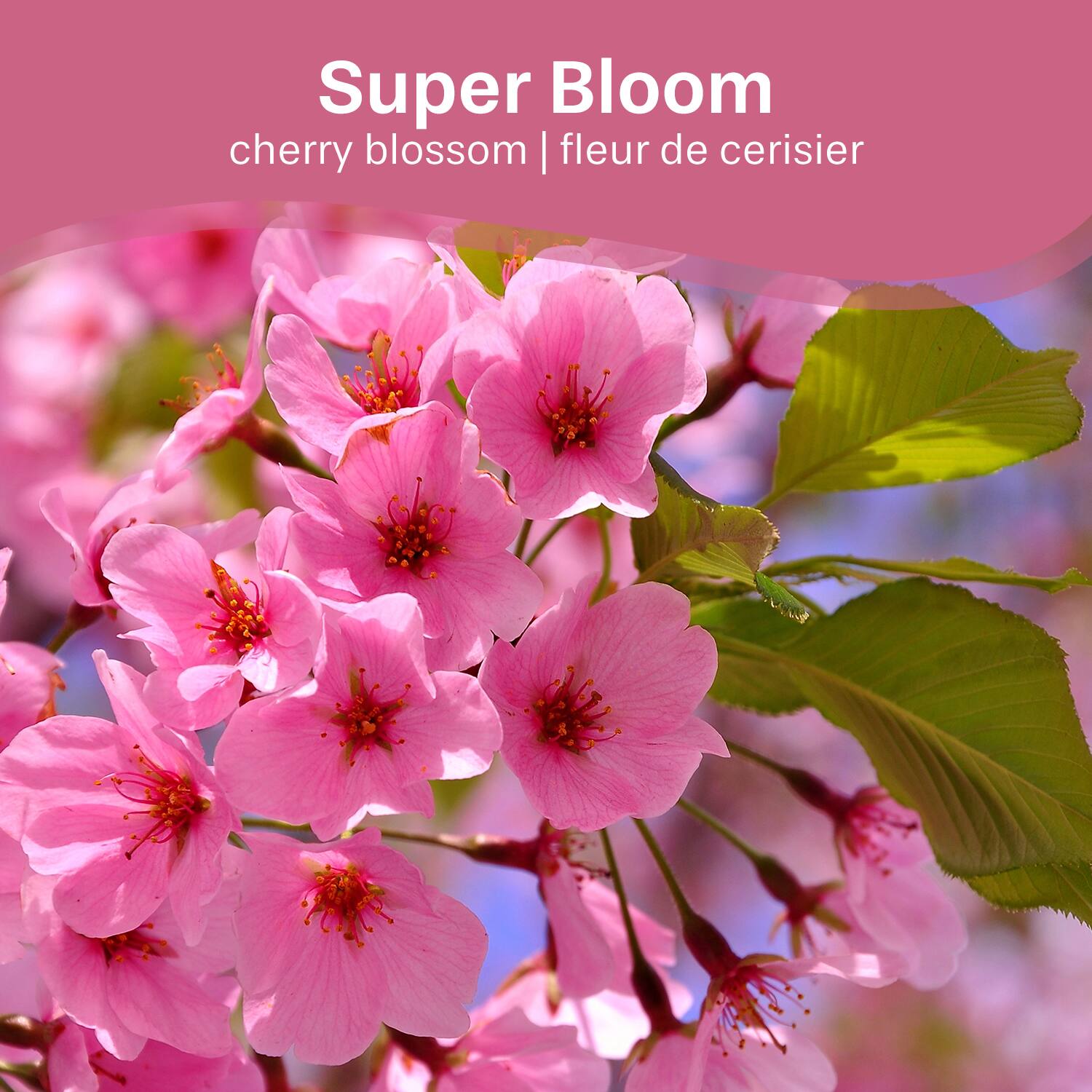 Super Bloom  
cherry blossom | fleur de cerisier