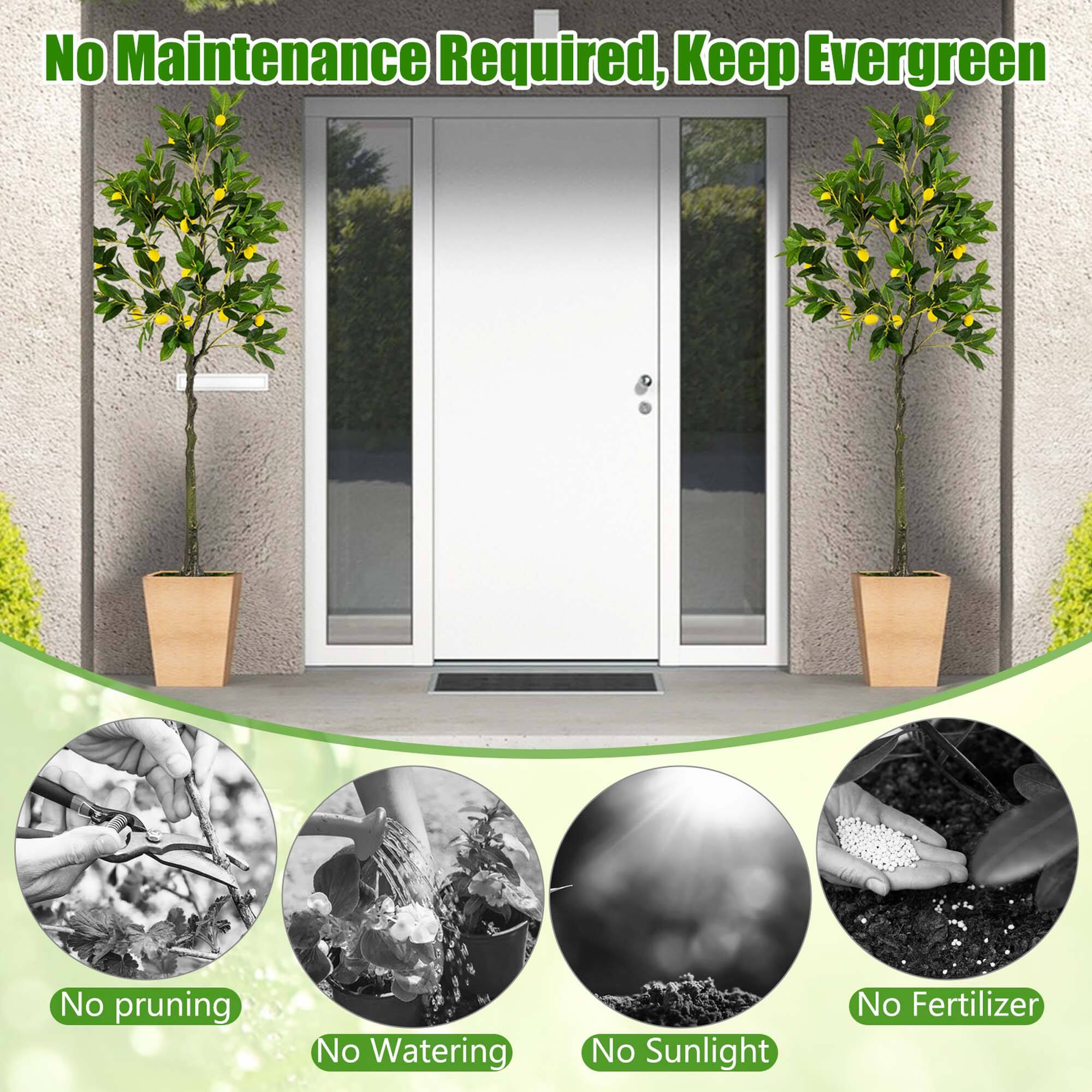 No Maintenance Required, Keep Evergreen. No pruning, No watering, No sunlight, No fertilizer.