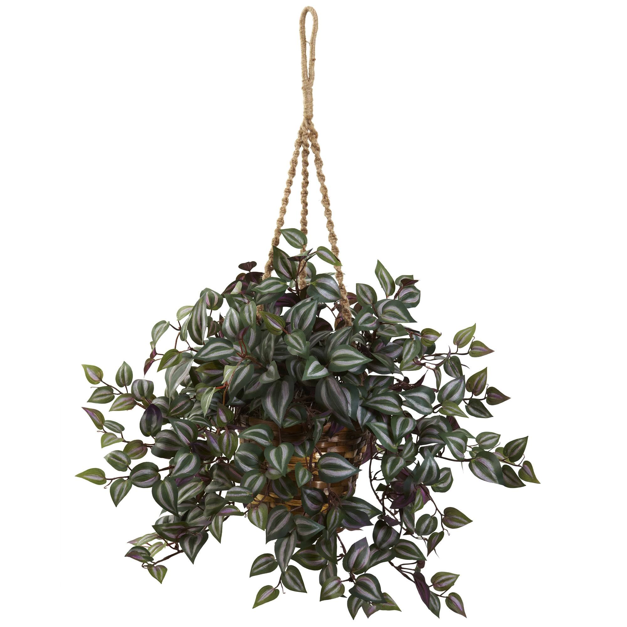 BreeBe - 20" Wandering Jew Hanging Basket - Green