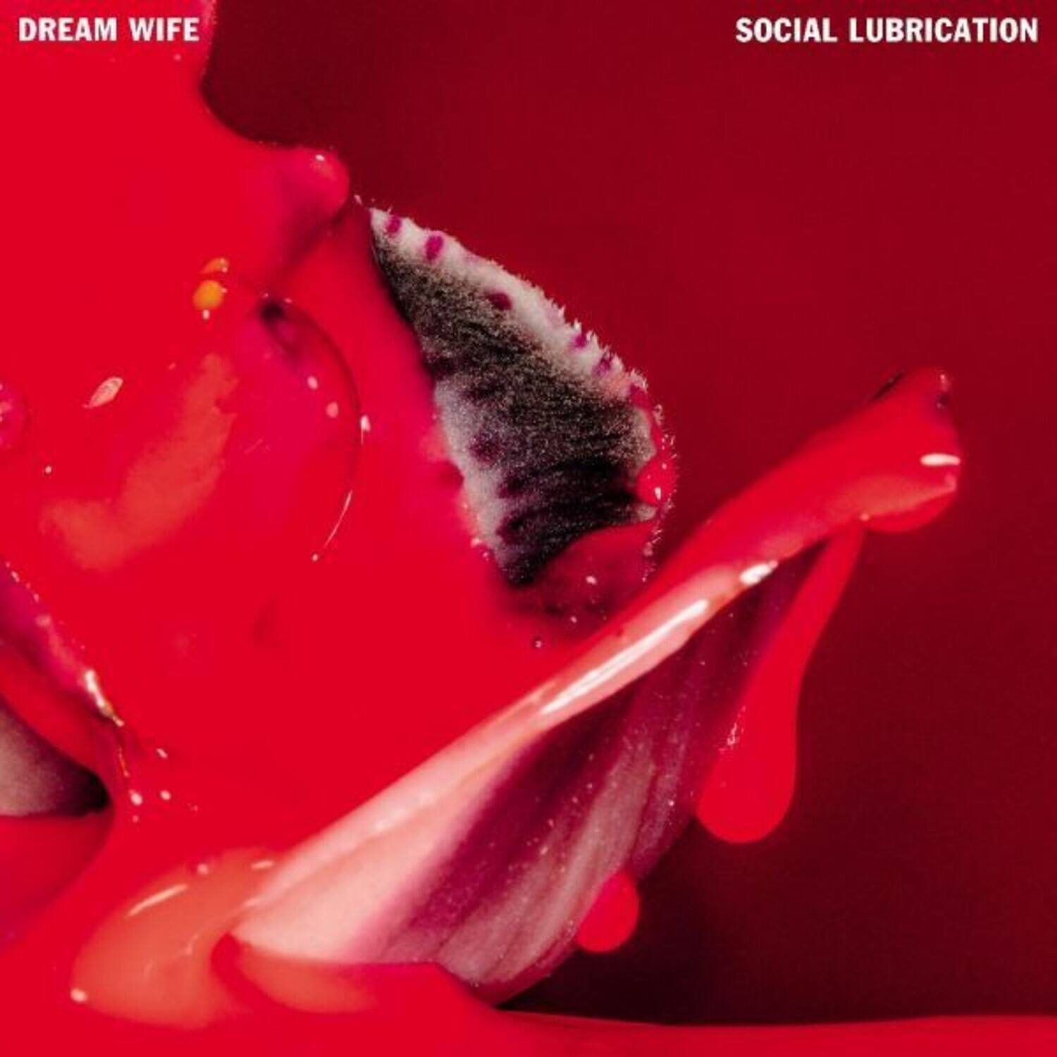 DREAM WIFE  
SOCIAL LUBRICATION