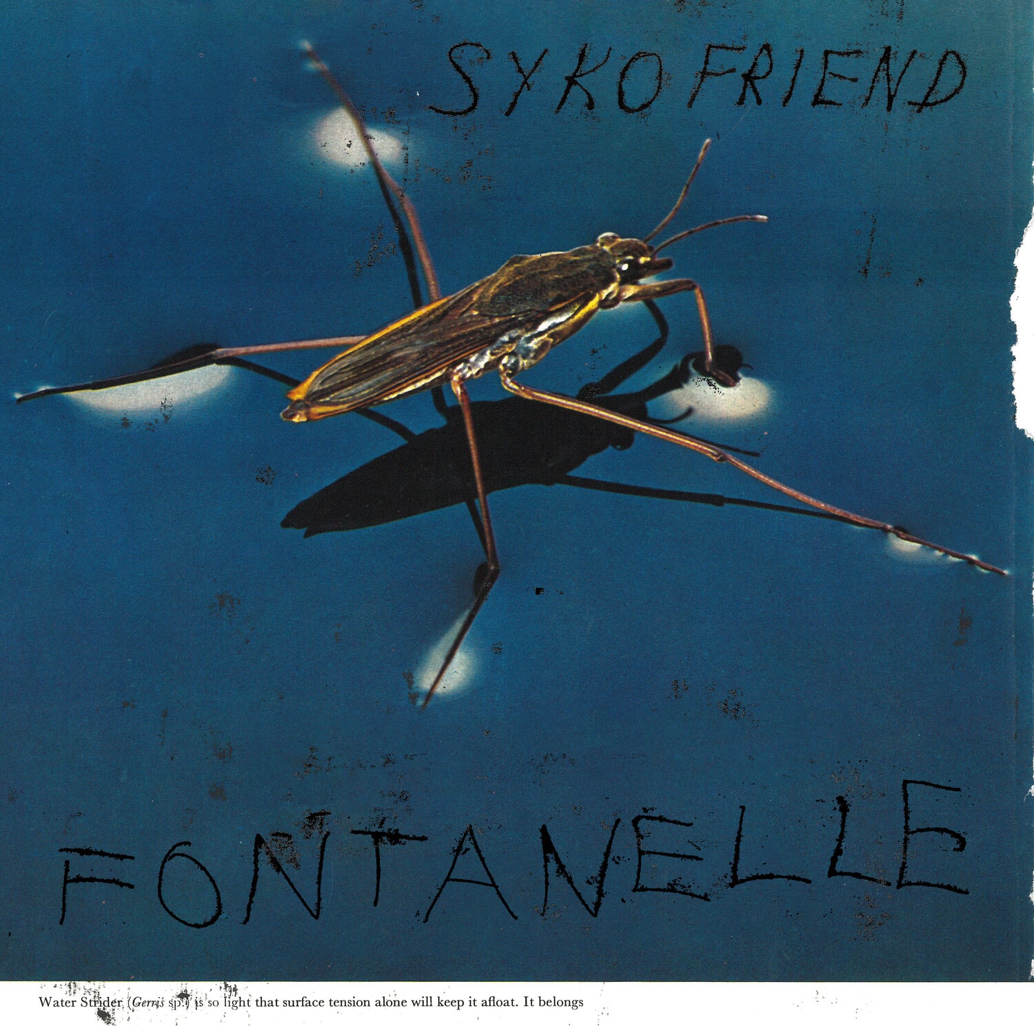 Syko Friend - Fontanelle   - VINYL LP price history on PriceWatchPro