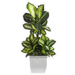 BreeBe - 46" Golden Dieffenbachia Plant in White Metal Planter - Green