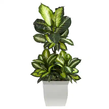Front. BreeBe - 46" Golden Dieffenbachia Plant in White Metal Planter - Green.