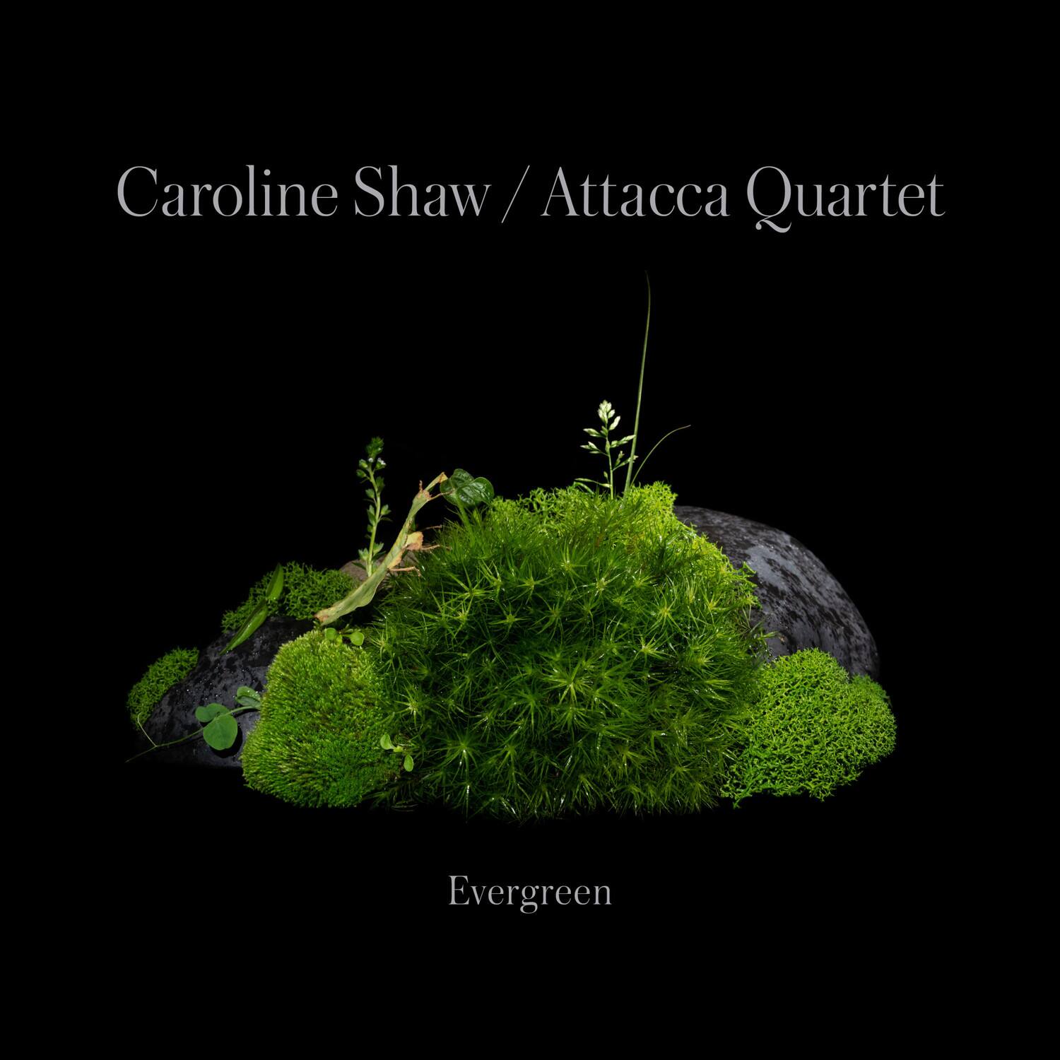 Caroline Shaw / Attacca Quartet

Evergreen