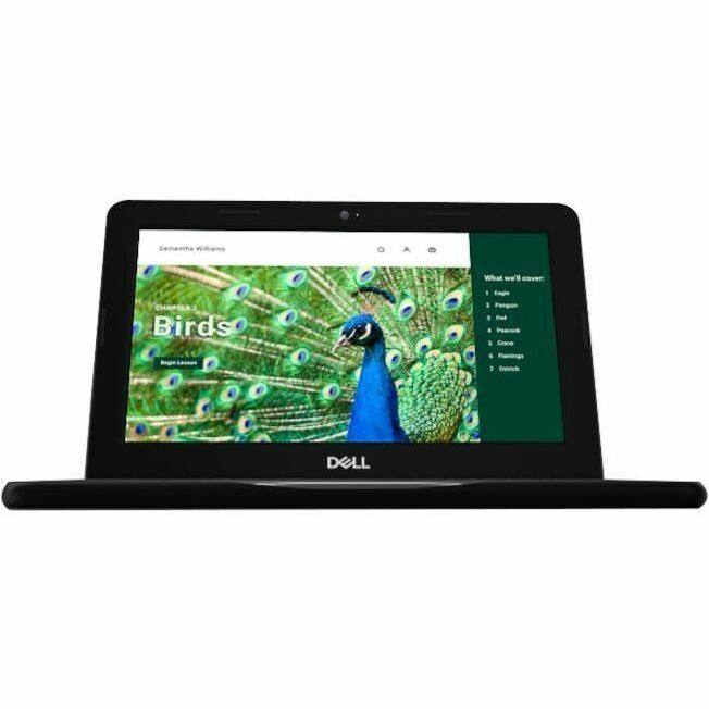 **CHAPTER 3: Birds**

**What we'll cover:**
1. Eagle
2. Penguin
3. Flamingo
4. Parrot
5. Crane
6. Toucan
7. Ostrich

**Lesson 1: Porpoise & Dolphin**