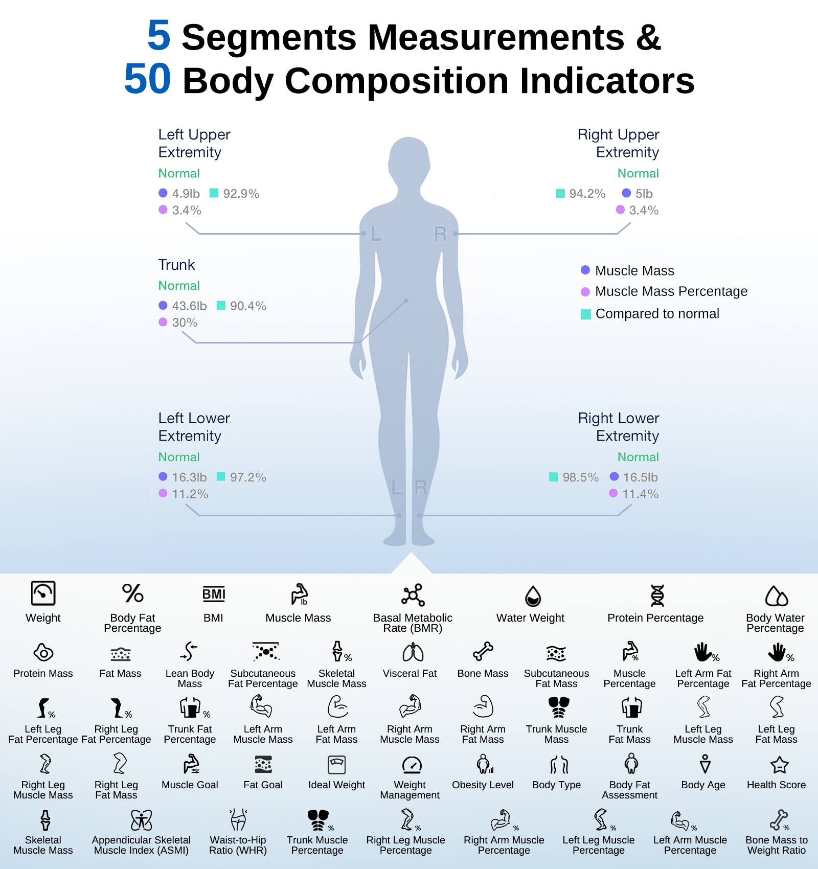 5 Segments Measurements & 50 Body Composition Indicators

Left Upper Extremity
- Normal
- 4.9lb
- 3.4%
- 92.9%

Right Upper Extremity
- Normal
- 5lb
- 3.4%
- 94.2%

Trunk
- Normal
- 43.6lb
- 30%
- 90.4%

Left Lower Extremity
- Normal
- 16.3lb
- 11.2%
- 97.2%

Right Lower Extremity
- Normal
- 16.5lb
- 11.4%
- 98.5%

Muscle Mass
- Muscle Mass Percentage Compared to normal

Weight
- Body Fat Percentage
- BMI
- Muscle Mass
- Basal Metabolic Rate (BMR)
- Water Weight
- Protein Percentage
- Body Water Percentage
- Protein Mass
- Fat Mass
- Lean Body Mass
- Subcutaneous Fat Percentage
- Skeletal Muscle Mass
- Visceral Fat Mass
- Fat Percentage
- Muscle Mass
- Left Leg
- Right Leg
-