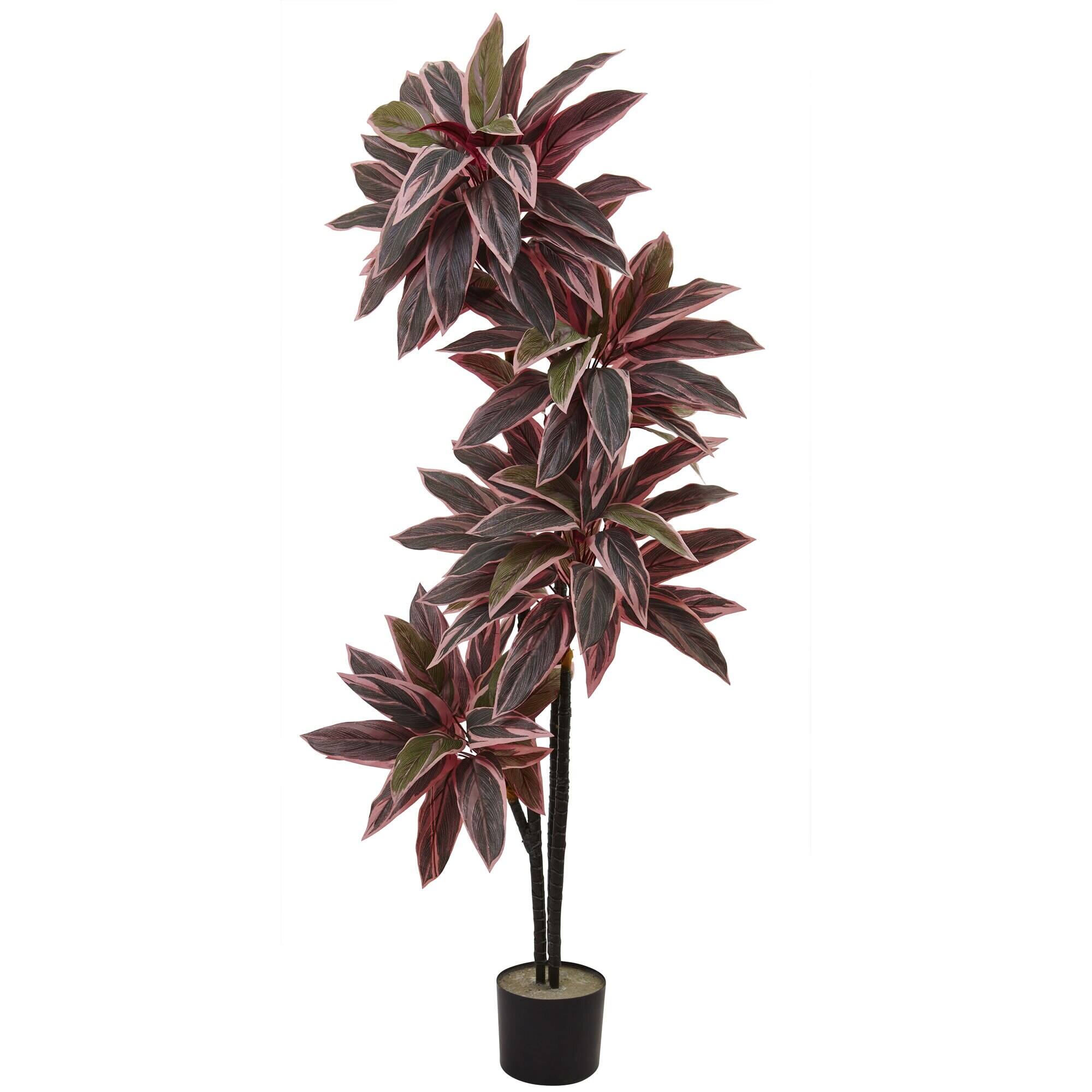 Front. BreeBe - 54'' Caladium Plant w/100Lvs. - Red & Green.