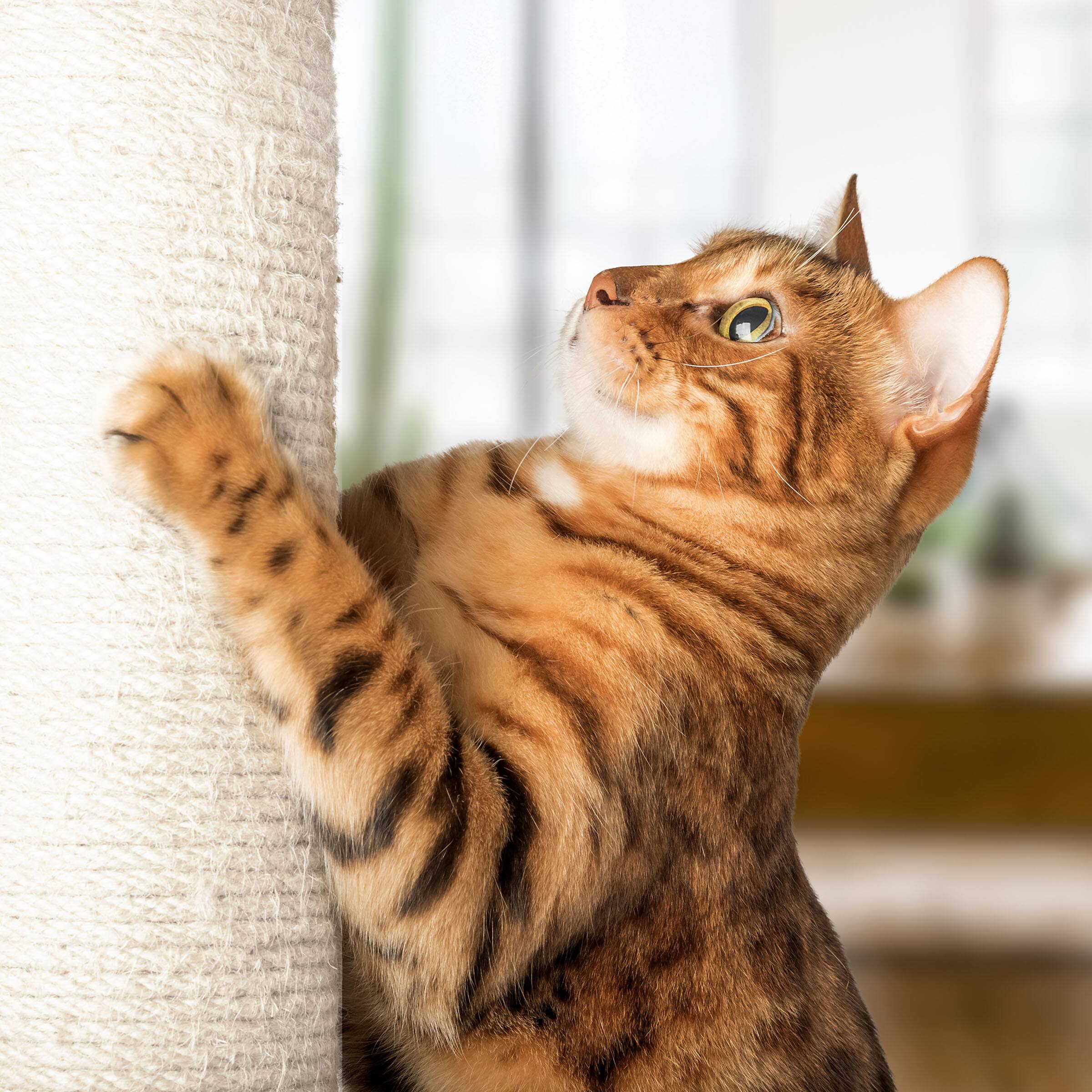 Alt View 4. PetMaker - Cat Hammock with Scratching Posts for Cats 19-Inch-Tall Cat Tree with Hanging Ball Toy for Adult Cats and Kittens - White.