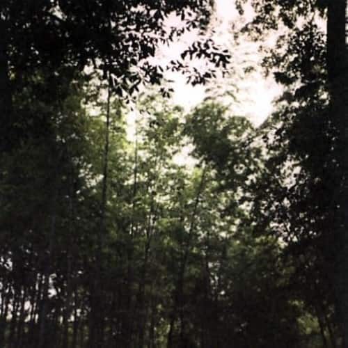 Jetenderpaul - Wooden Spires   - COMPACT DISCS [CD] price history on PriceWatchPro