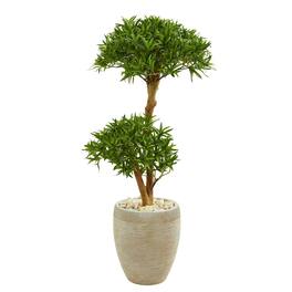 BreeBe - 44" Bonsai Styled Podocarpus Tree in Sand Colored Planter - Green
