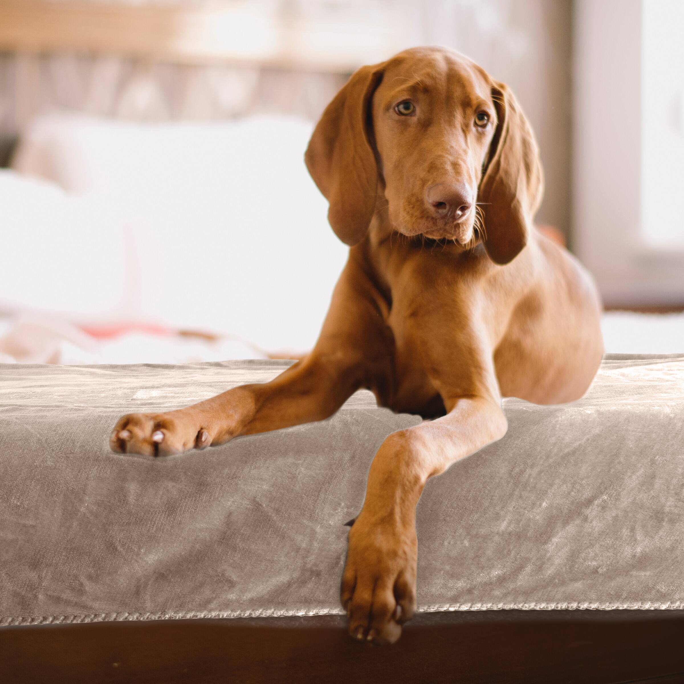 Back. PetMaker - 80x100 Water-Resistant Dog Blanket - Tan.