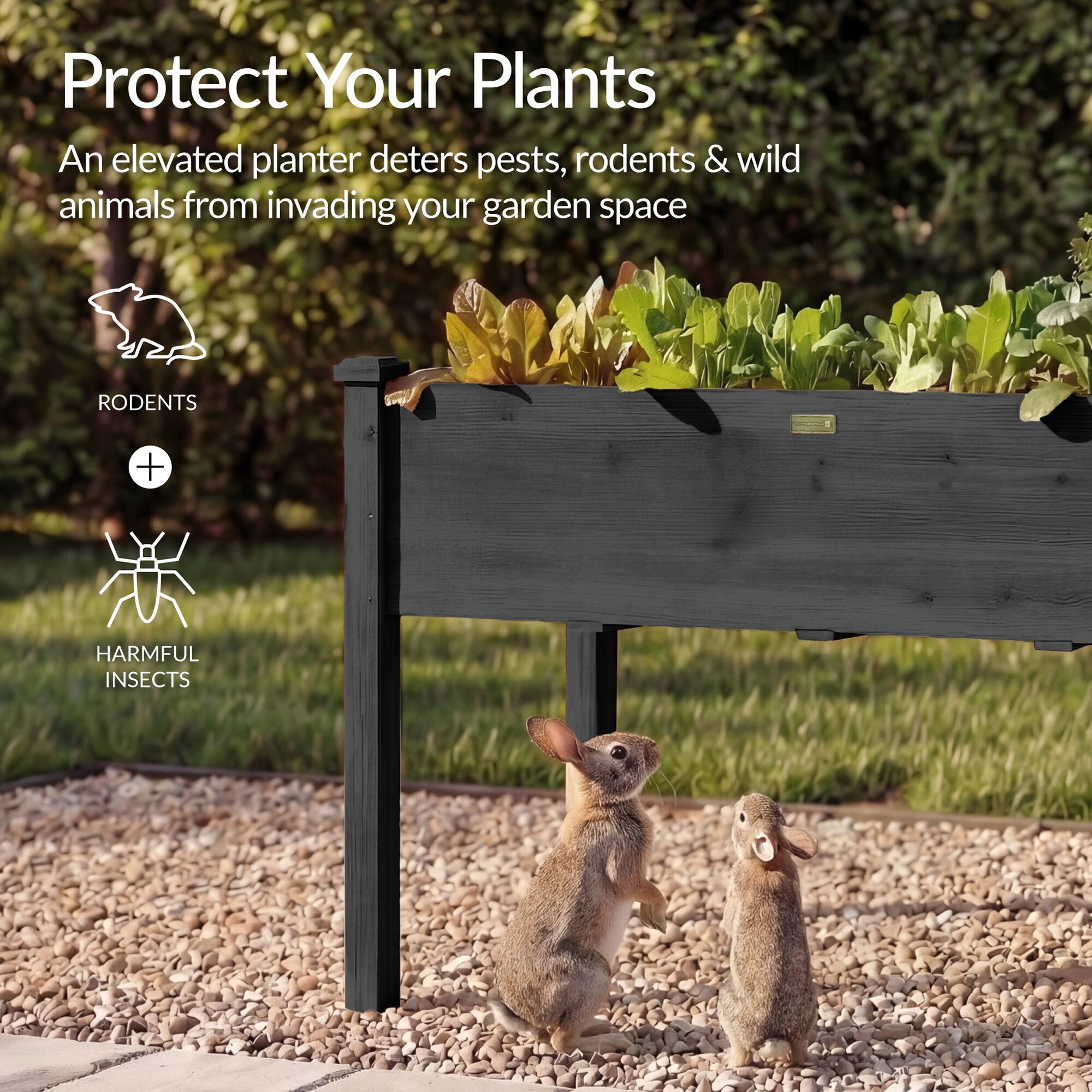 Protect Your Plants

An elevated planter deters pests, rodents & wild animals from invading your garden space

RODENTS + HARMFUL INSECTS