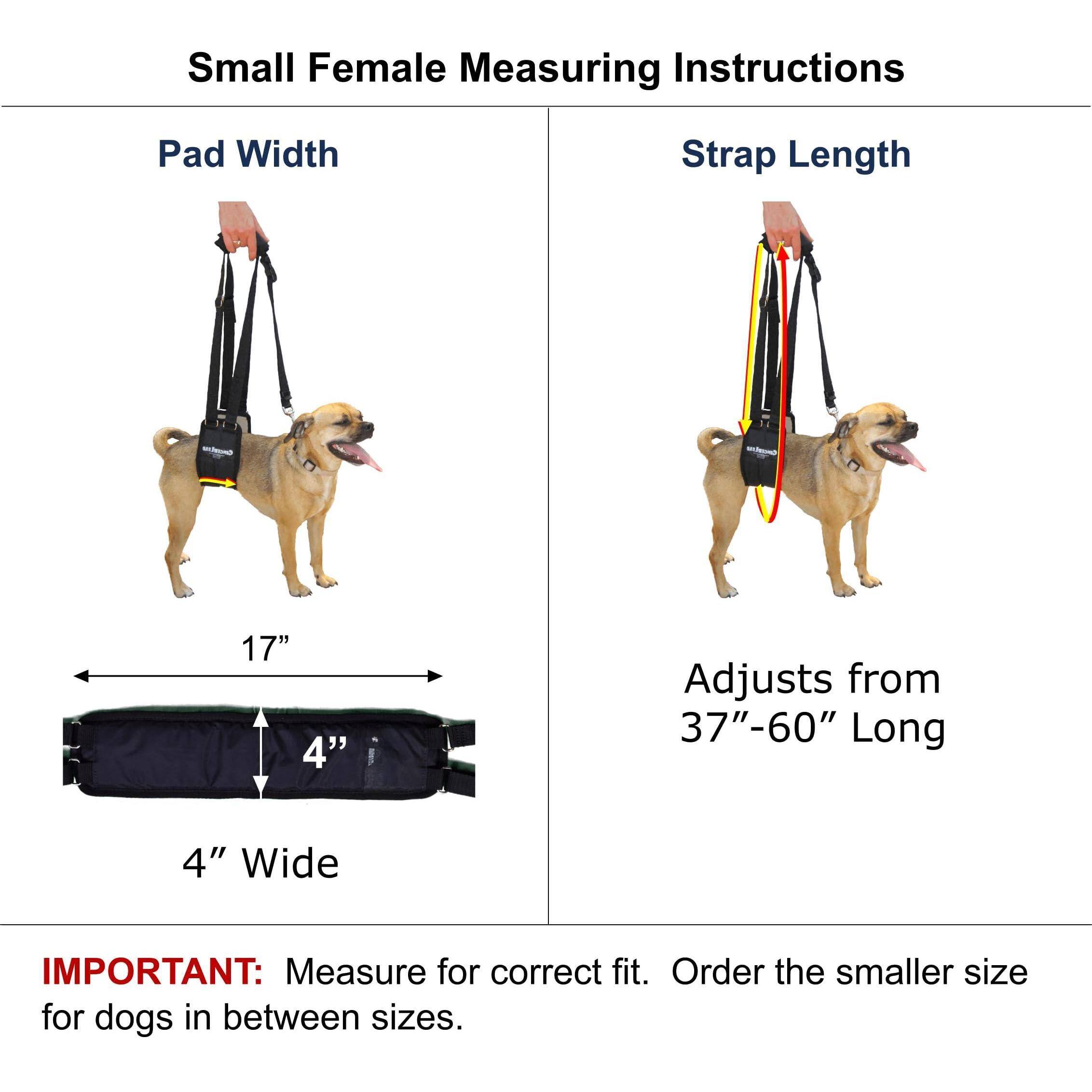 Small Female Measuring Instructions

Pad Width  
17"  
4" Wide

Strap Length  
Adjusts from 37"-60" Long

IMPORTANT: Measure for correct fit. Order the smaller size for dogs in between sizes.