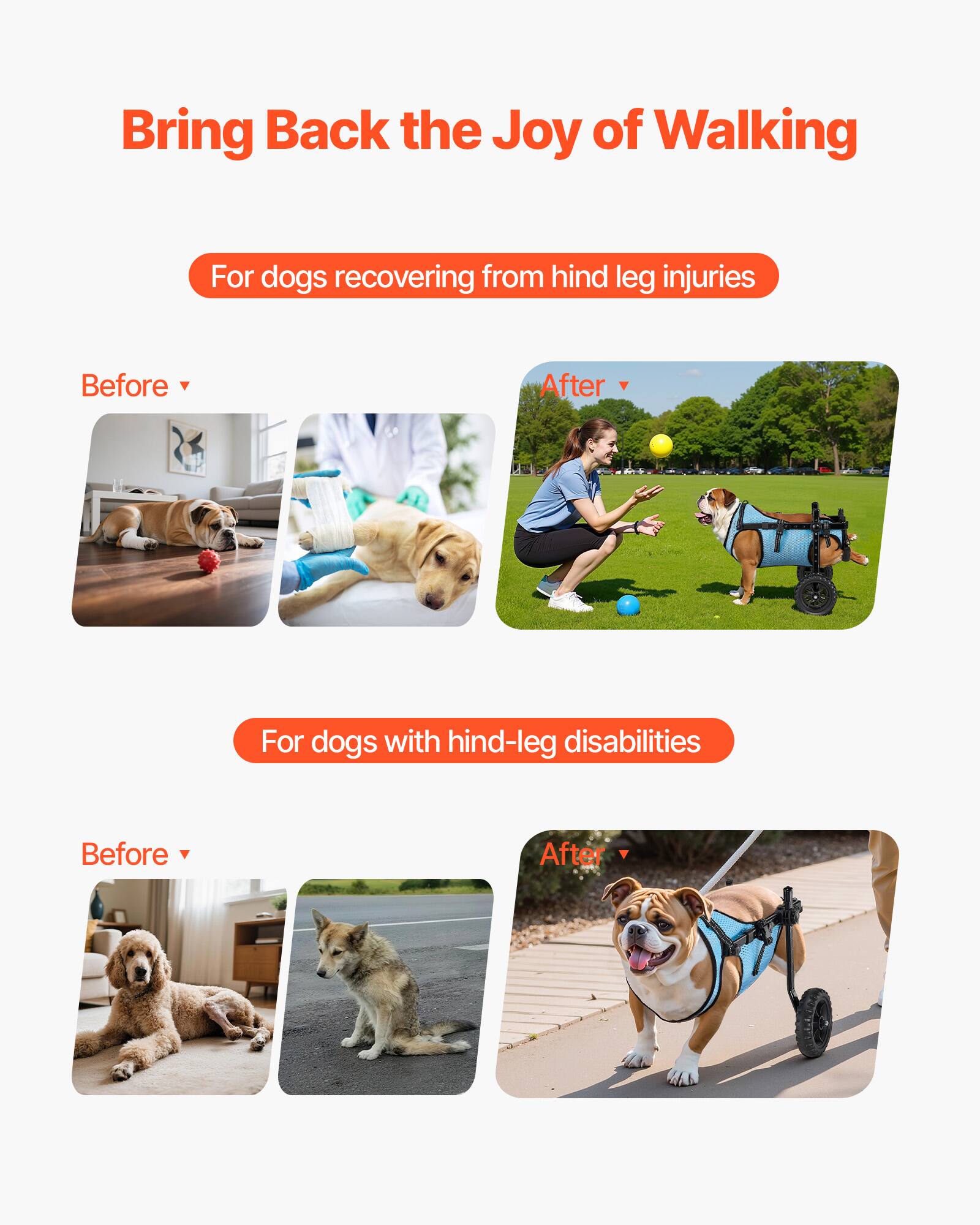 Bring Back the Joy of Walking

For dogs recovering from hind leg injuries

Before
After

For dogs with hind-leg disabilities

Before
After