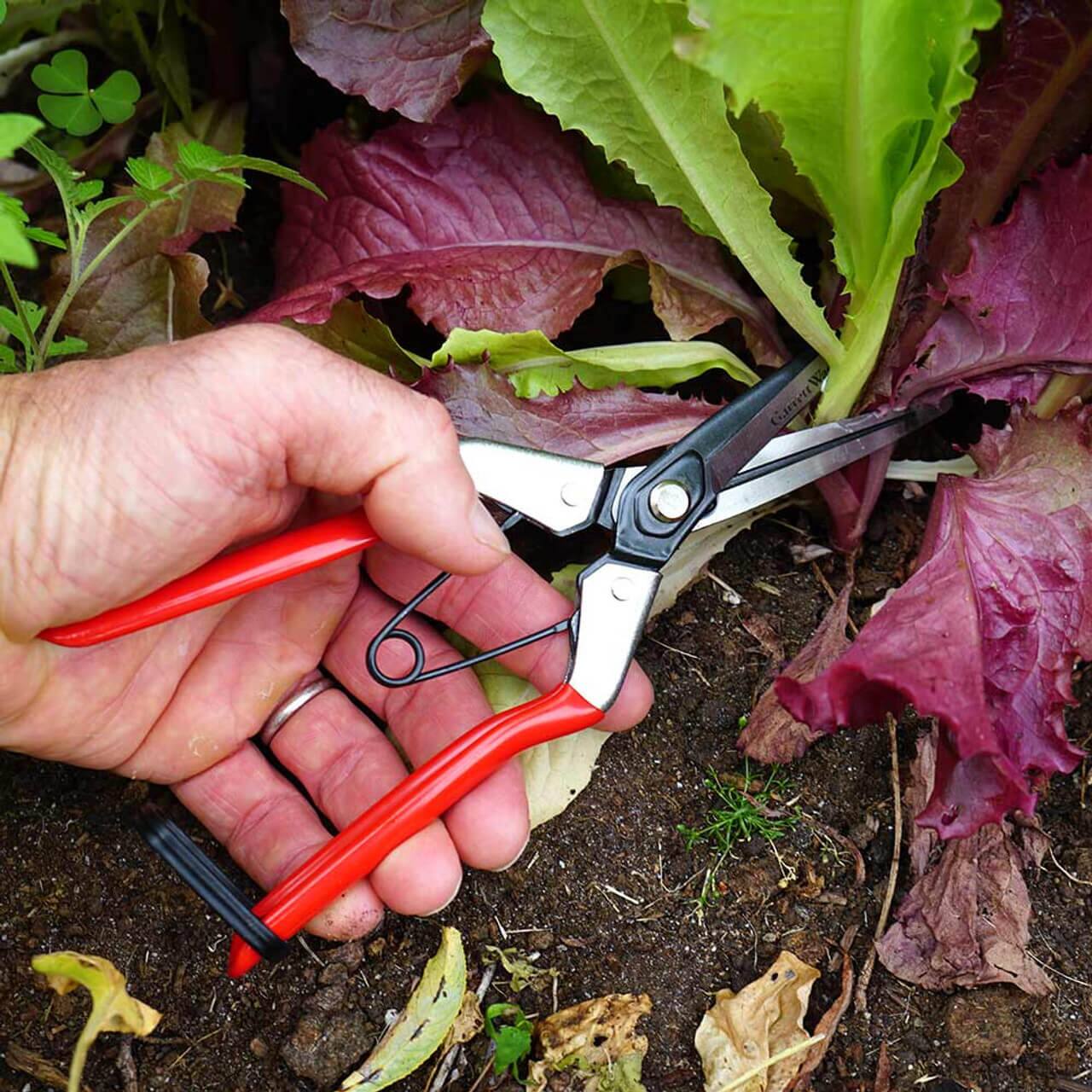 Alt View 2. Kings County Tools - LONG-NOSED FRUIT SCISSORS.