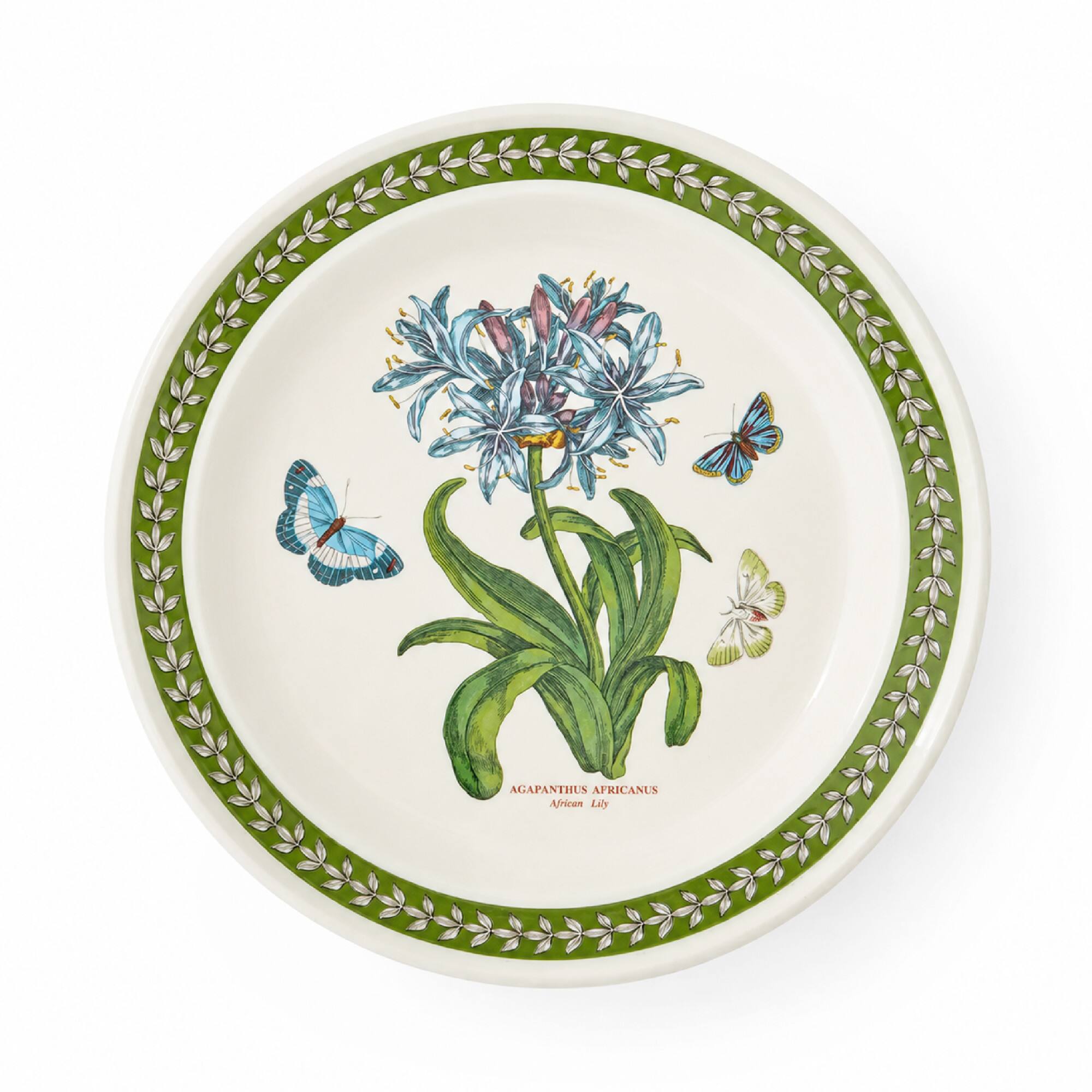 AGAPANTHUS AFRICANUS  
African Lily
