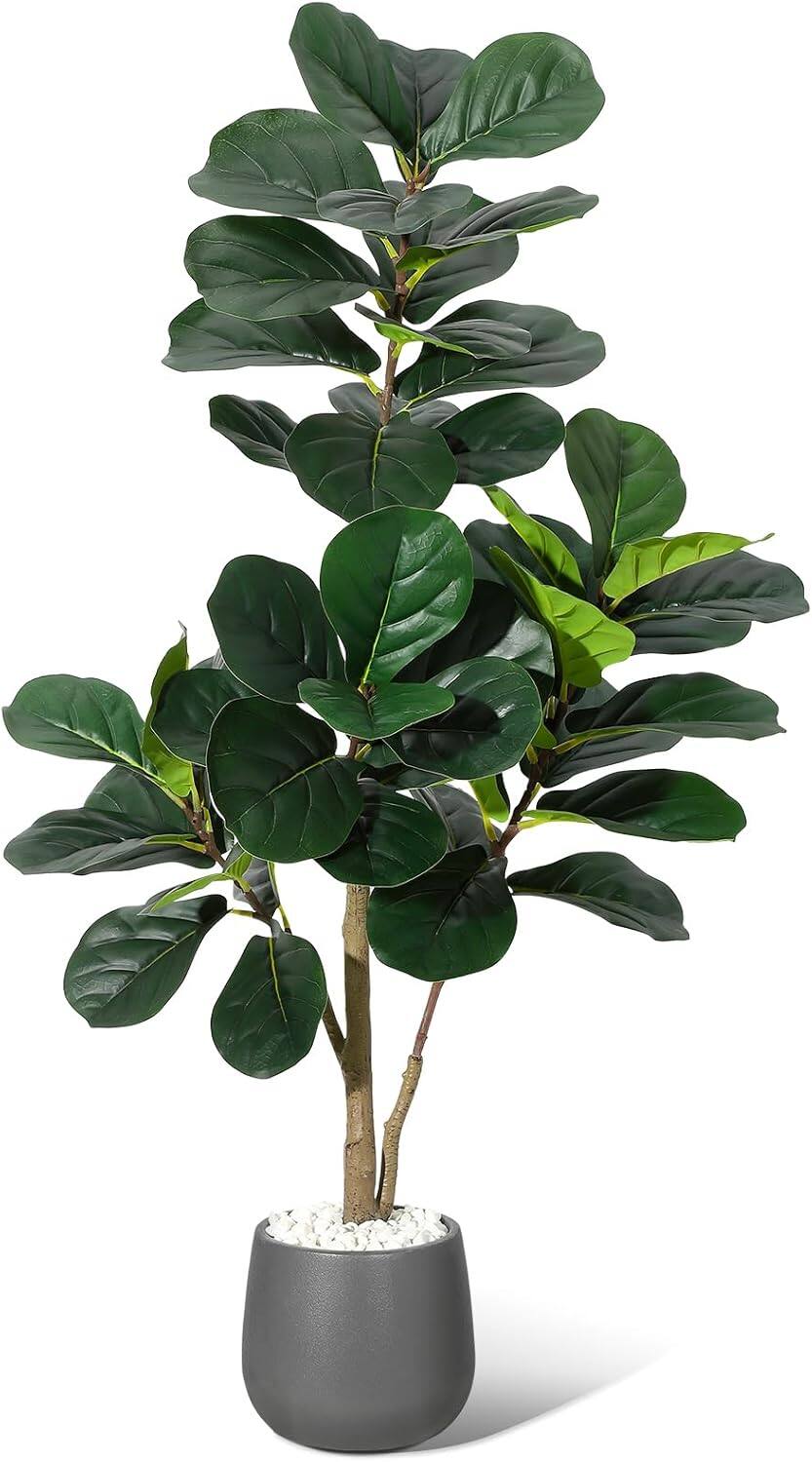 money tree potting soil Money Tree Plant with Planter - Small (12"-16" tall) Cream Planter