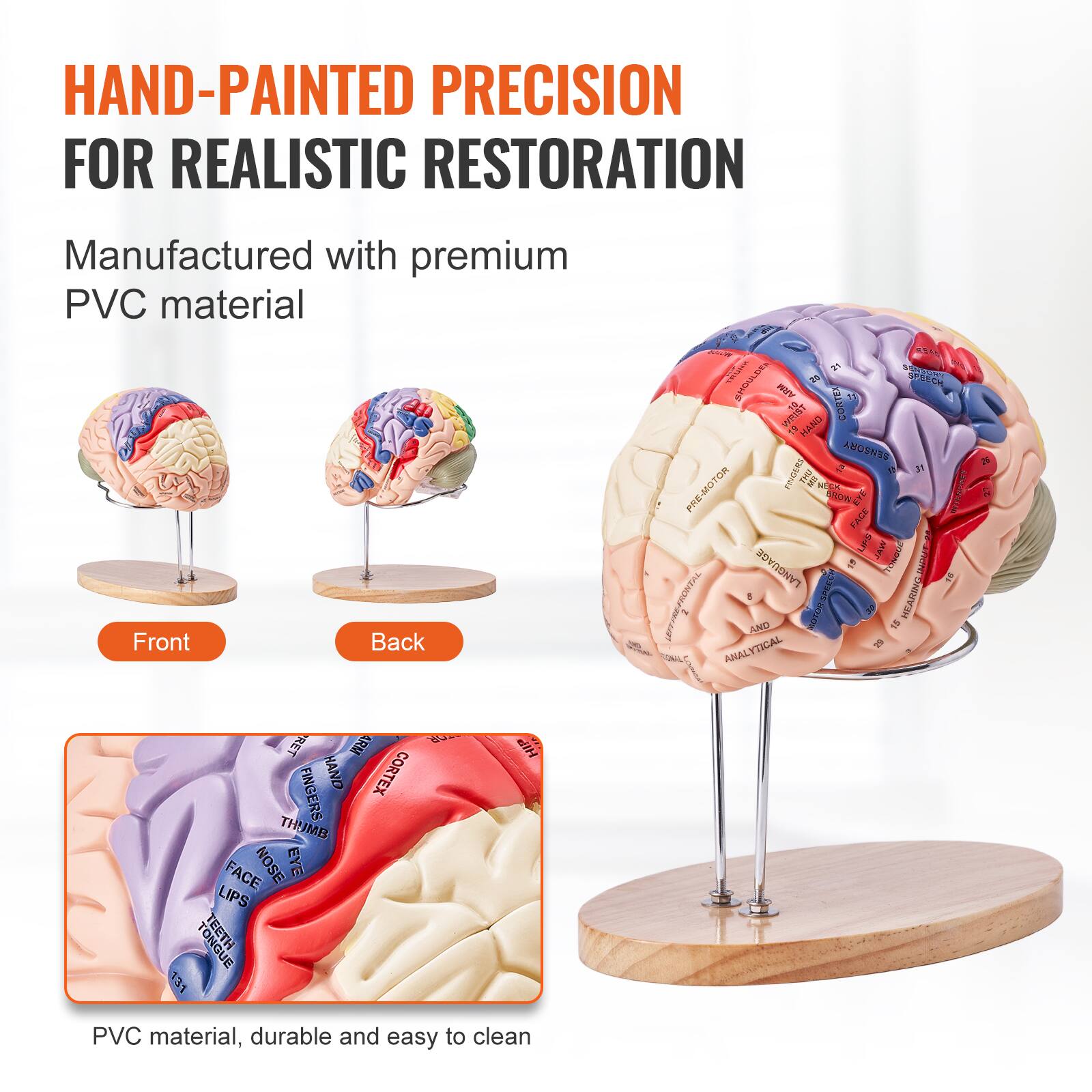 HAND-PAINTED PRECISION FOR REALISTIC RESTORATION

Manufactured with premium PVC material

Front Back

PVC material, durable and easy to clean